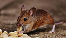 Find Exterminators in Mckenzie County